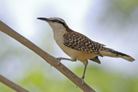 Campylorhynchus rufinucha